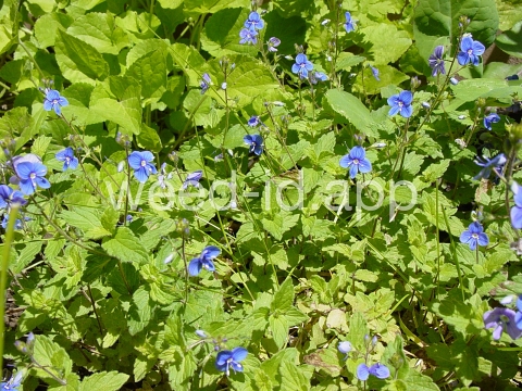 speedwell, germander